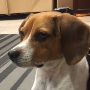 Meet your Posher, Manav